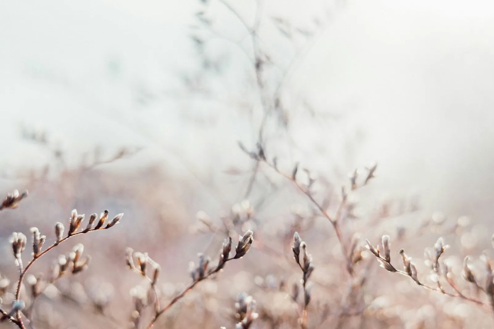 Close-up of frosty, thin plant branches with tiny buds in a winter setting, soft-focused background.